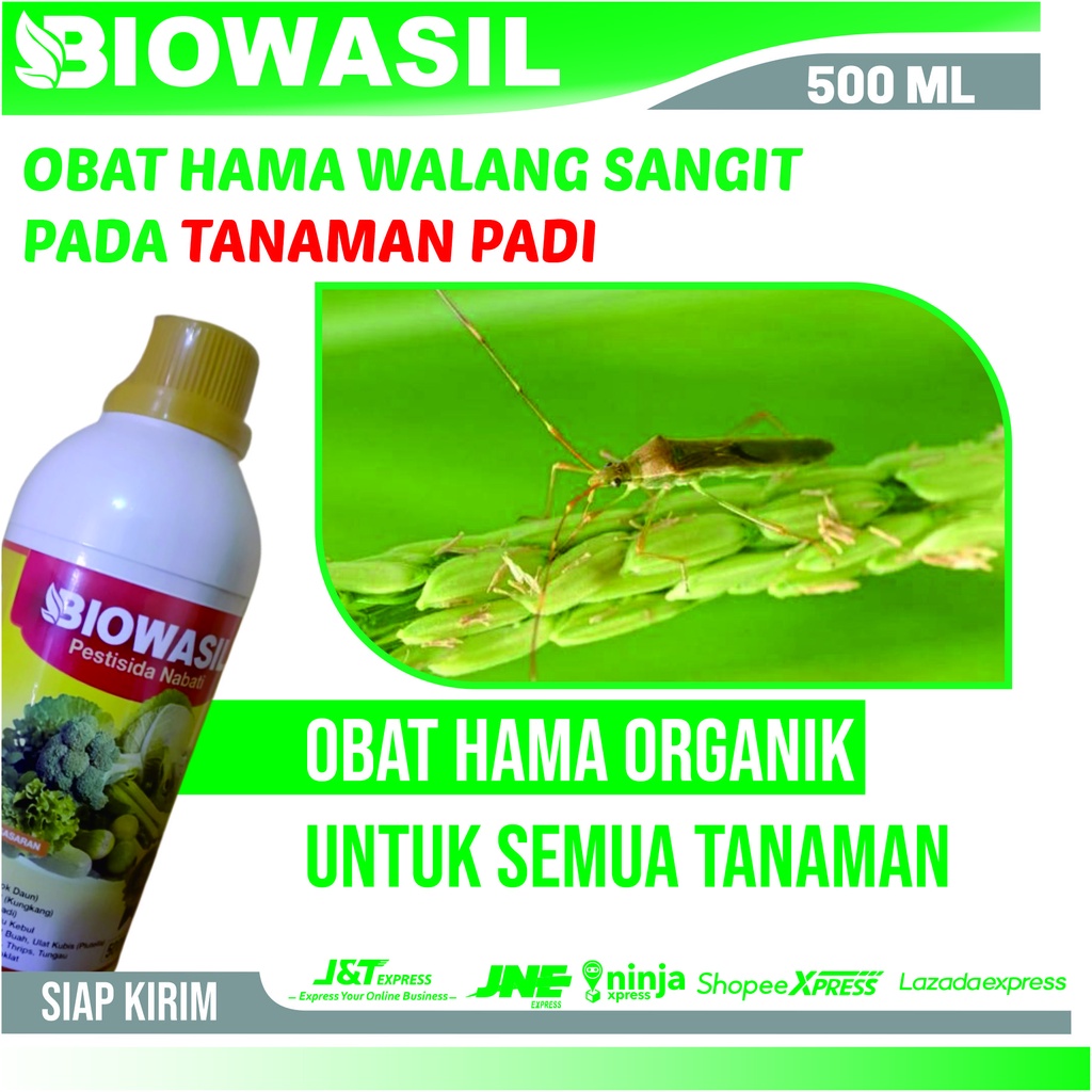 Jual Obat Hama Walang Sangit Pada Padi Biowasil 500 Ml Insektisida Pembasmi Hama Walang Sangit 8968