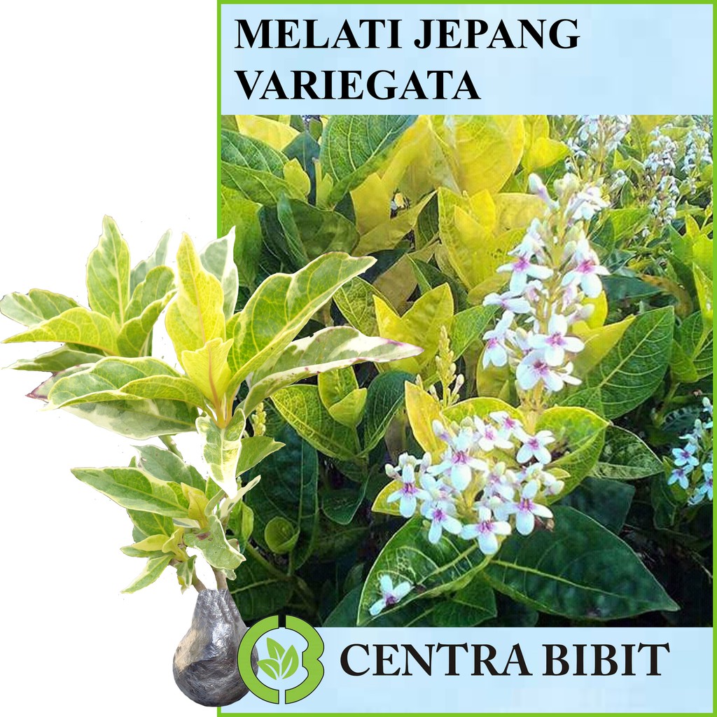 Jual Tanaman Bunga Melati Jepang Variegata Shopee Indonesia