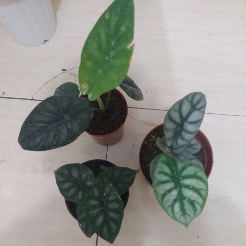 Jual Alokasia Dragon Silver dan Dragon Scale Anakan Rimbun | Shopee ...