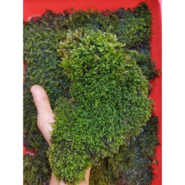 Jual Moss Weeping Weping Clump | Shopee Indonesia