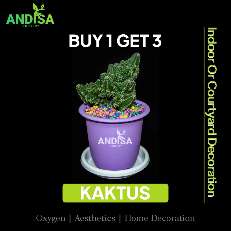 Jual HIASAN MEJA KANTOR/RUANG TAMU KAKTUS MINI UKURAN DEWASA BUY 1 GET