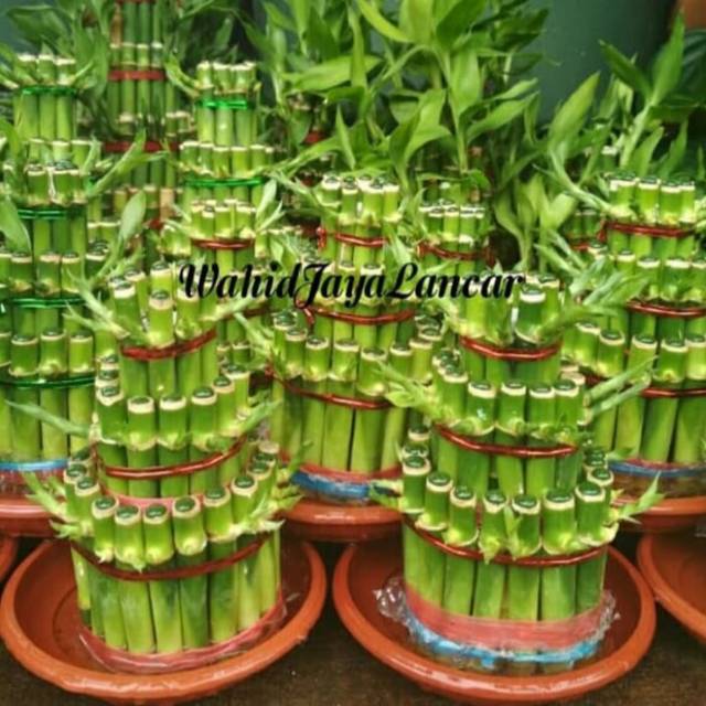 Jual Tanaman Hias Bambu Hoki Bambu Rejeki Lucky Bamboo Susun 3