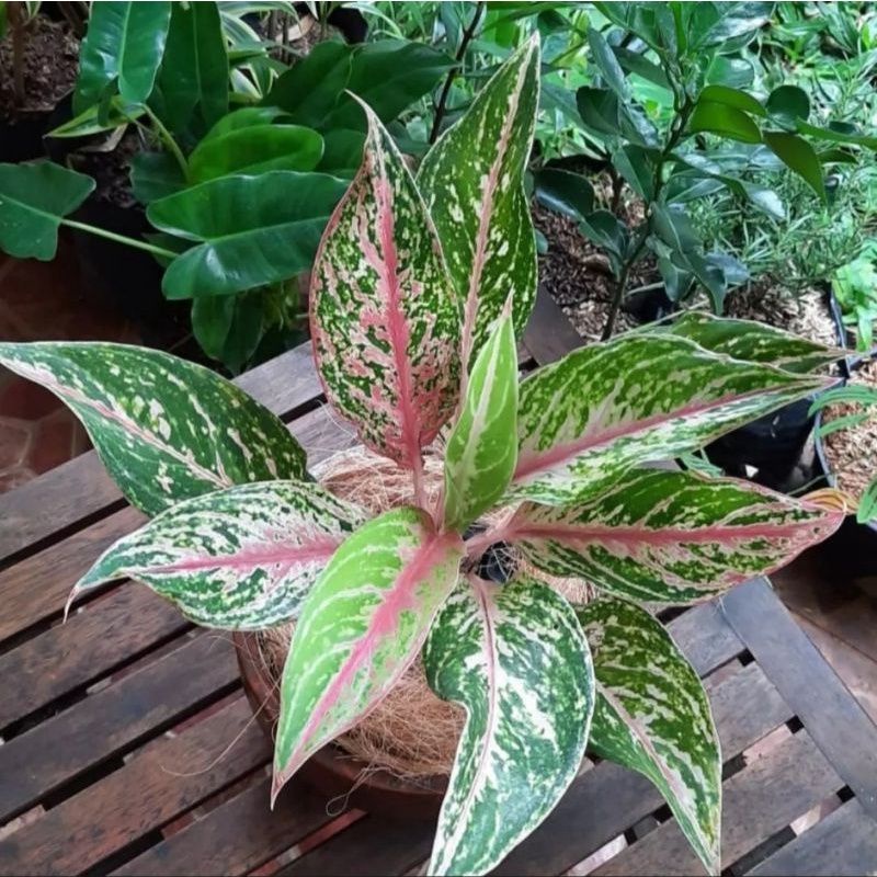 Jual tanaman hias aglonema Butterfly - aglaonema Butterfly - tanaman hias  hidup - bunga hidup - bunga aglonema - aglaonema merah - aglonema merah -  aglonema murah - aglaonema murah | Shopee Indonesia