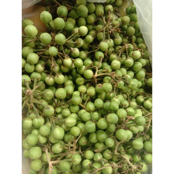 Jual BSM | TERMURAH Rimbang / Takokak 500gr - 1kg | Sayur online ...