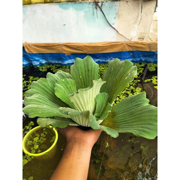 Jual Tanaman air kapu-kapu