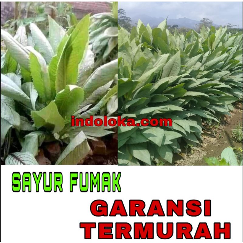 Jual 500 Gr Termurah Sayur Sawi Jepang Fumak Sayur Diet Pakan Kura Kura