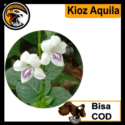 Jual Rumput Israel - Daun dan Tangkai - Asystasia Gangetica Herbal 50 ...
