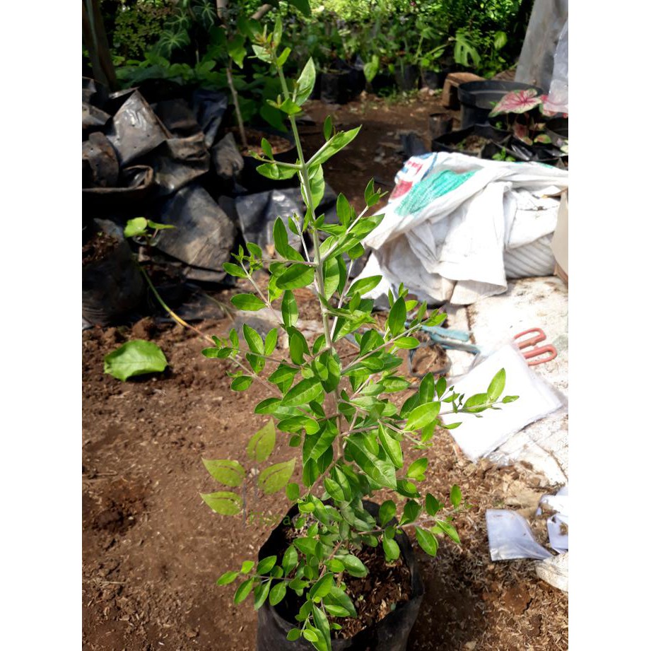 Jual Xena Bibit Tanaman Pacar Arab - Pohon Daun Pacar Arab - Daun Henna ...