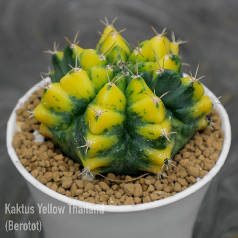 Jual Kaktus Yellow Thailand (Berotot) | Shopee Indonesia