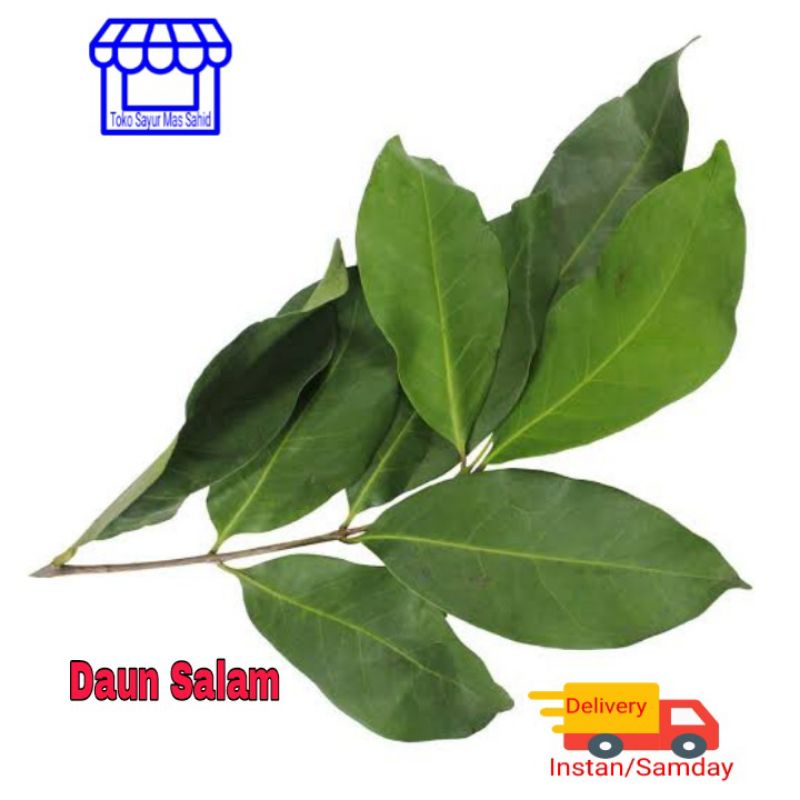 Jual Daun Salam Terlengkap & Harga Terbaru Agustus 2026 | Shopee Indonesia