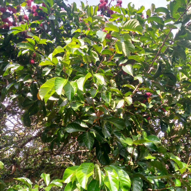 Jual daun rambutan Aceh tangkue 500gram | Shopee Indonesia