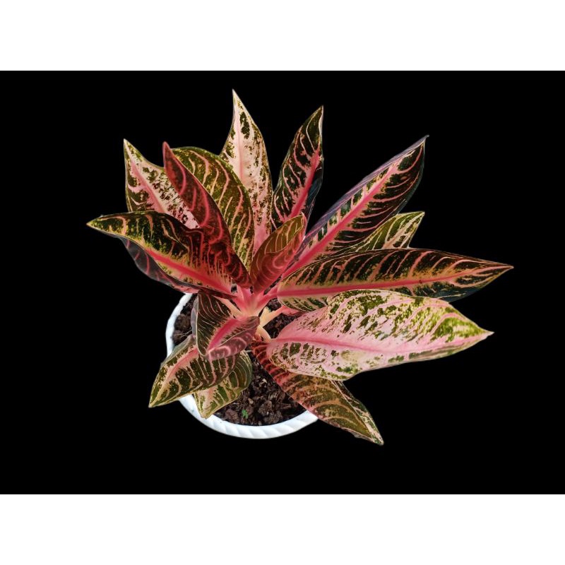 Jual Aglaonema fride of Sumatera | Shopee Indonesia
