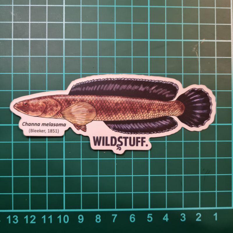 Jual STICKER CHANNA MELASOMA BLACK SNAKEHEAD | Shopee Indonesia