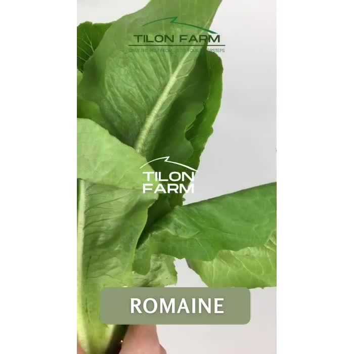 Jual Selada hijau green romaine hidroponik dan Organik Tilon Farm ...