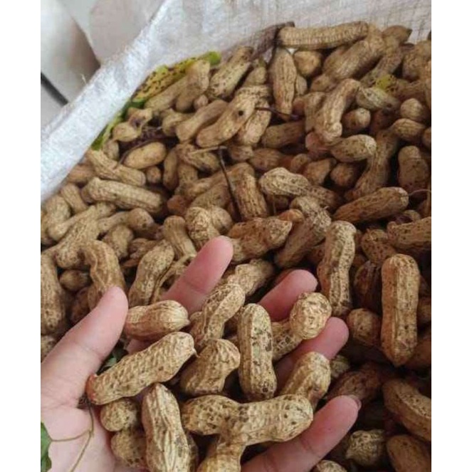 Jual Kacang Tanah Mentah Super Murah 1 Kg Fresh Shopee Indonesia