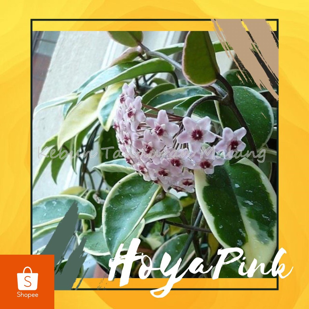 Jual Bibit Tanaman Hias Bunga Rambat Hoya Pink Berkualitas | Shopee ...