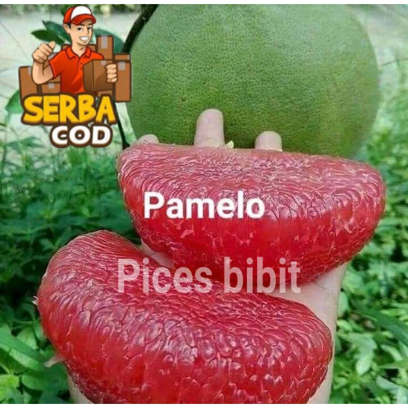 bibit jeruk bali okulas icepat buah