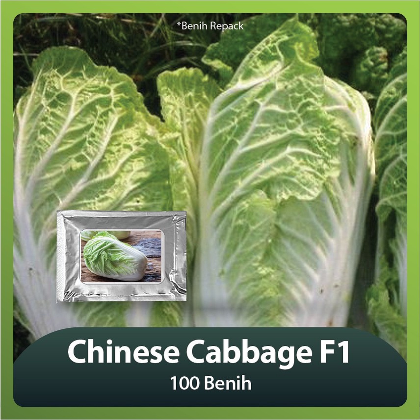 Jual Benih Bibit Sayuran Sawi Putih Chinese Cabbage F1 Isi 100