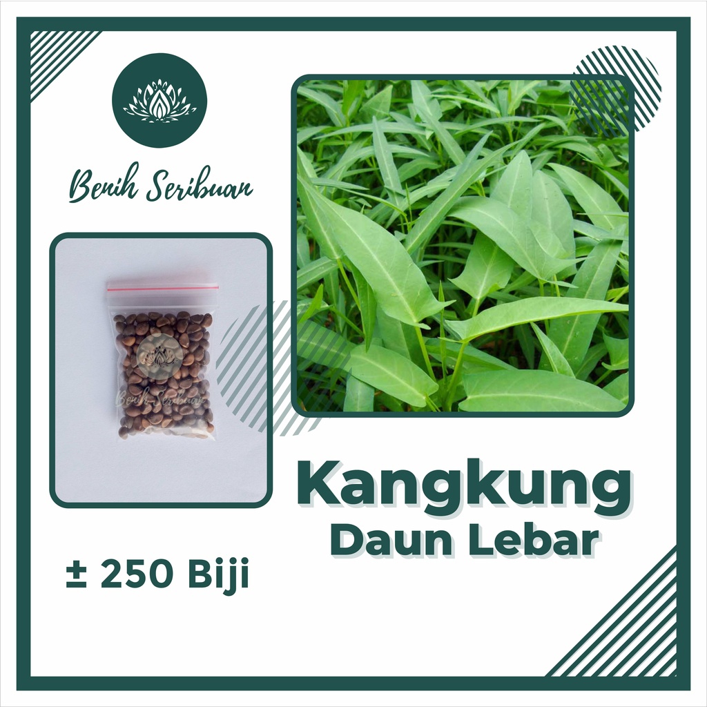 Jual 250 Biji Benih Kangkung Daun Lebar Bibit Sayuran Hidroponik Hijau