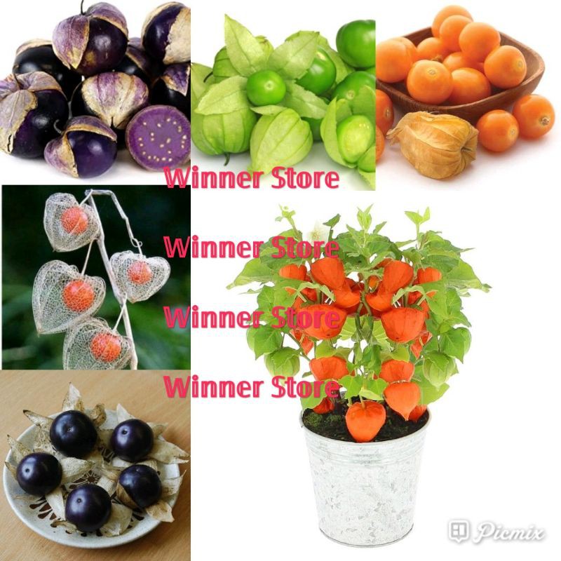 Bibit Benih Buah Morel Berry Ciplukan Mix (50 Butir)