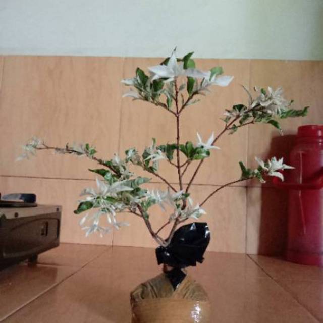 Jual Bibit Bonsai Anting Putri Salju | Shopee Indonesia