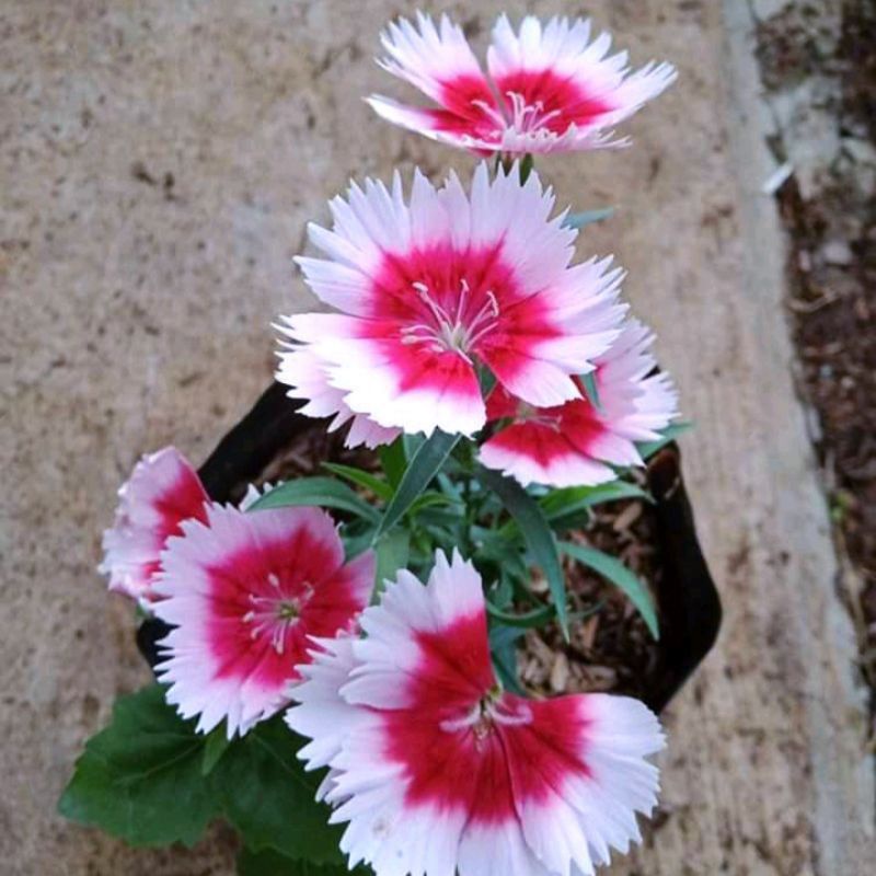 Jual Tanaman Hias Bunga Anyelir Dianthus Murah Shopee Indonesia