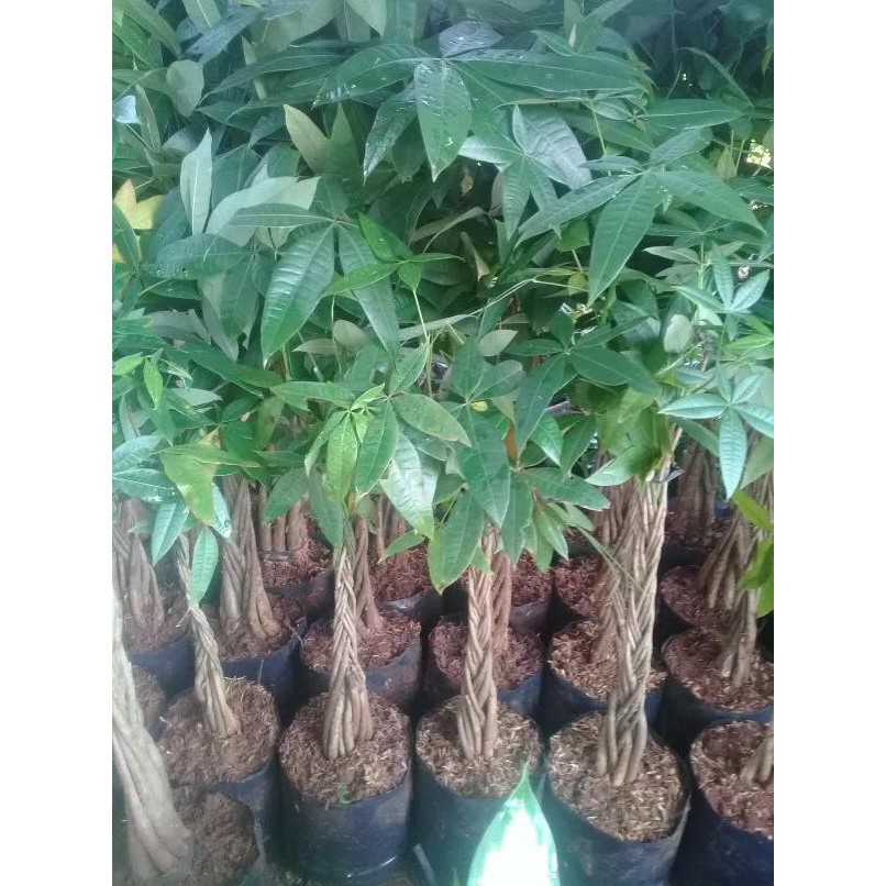 Jual B4Ru Bibit Tanaman Hias Pachira Kepang 9 - Money Tree - Pohon Uang ...