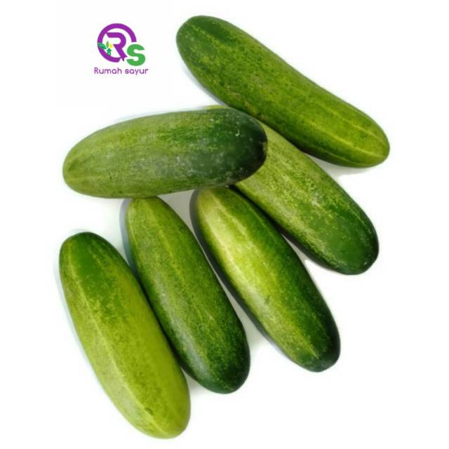 Jual RUMAH SAYUR TIMUN BESAR 1 KG - TIMUN LALAP - TIMUN ACAR - TIMUN ...