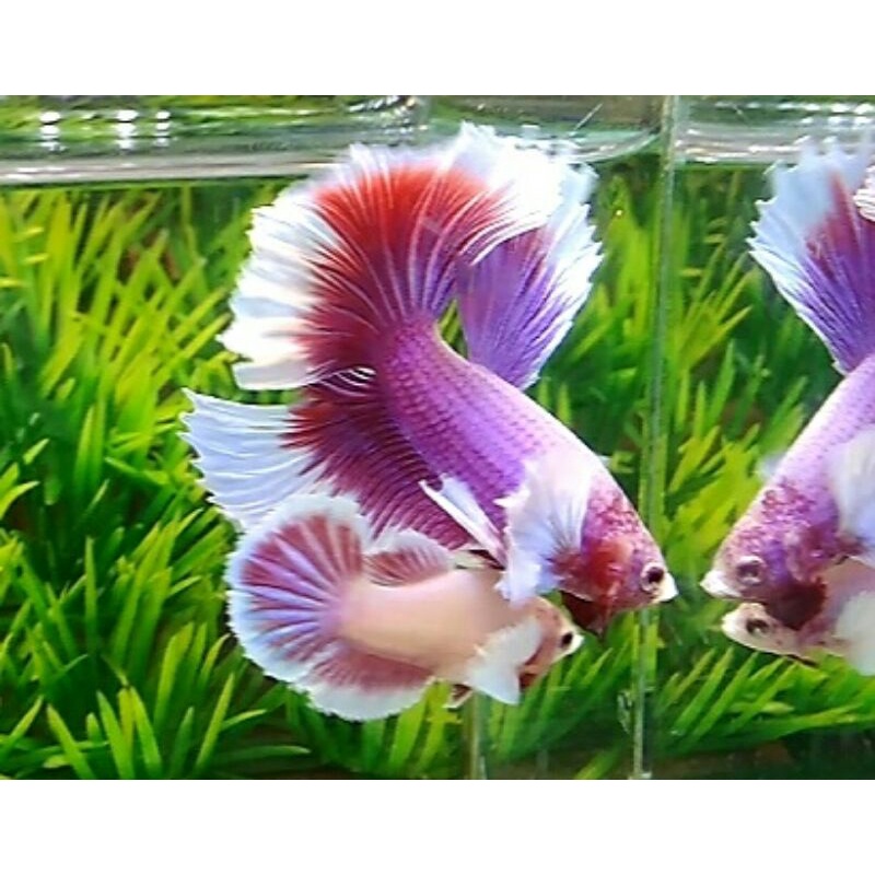 Jual Satu Pasang Halfmoon Dumboear Male Female Spesial Colection ...