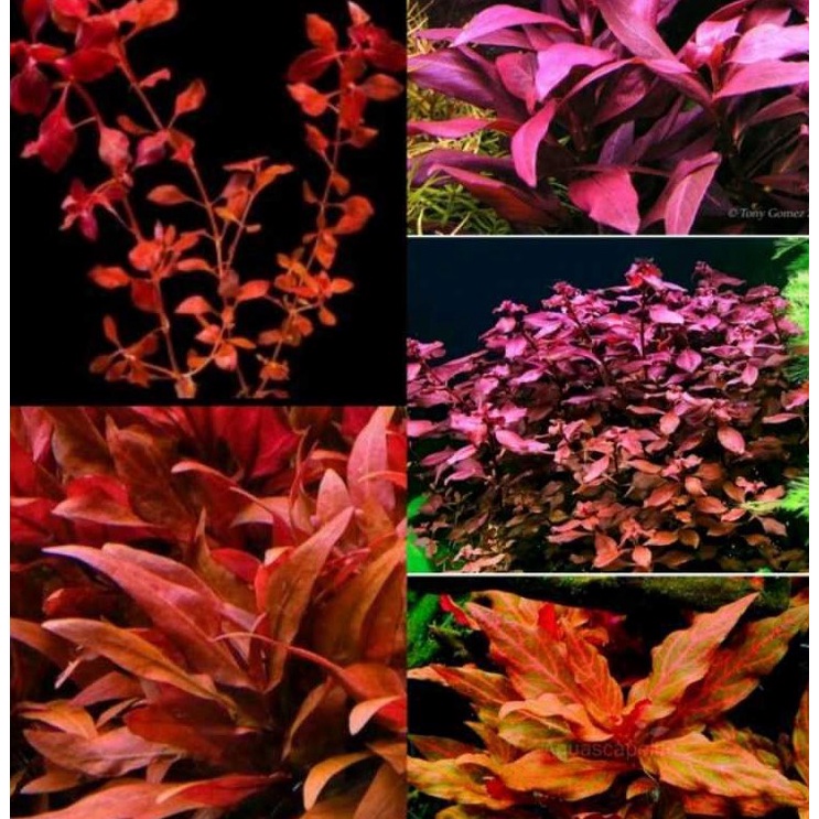 Jual Paket Tanaman Aquascape Low Co Paket Batang Tanaman