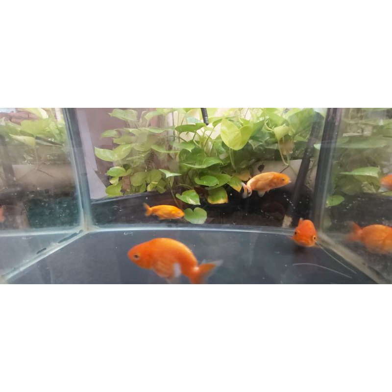 Jual Ikan Mas Koki Rancu Ranchu Orange Shopee Indonesia