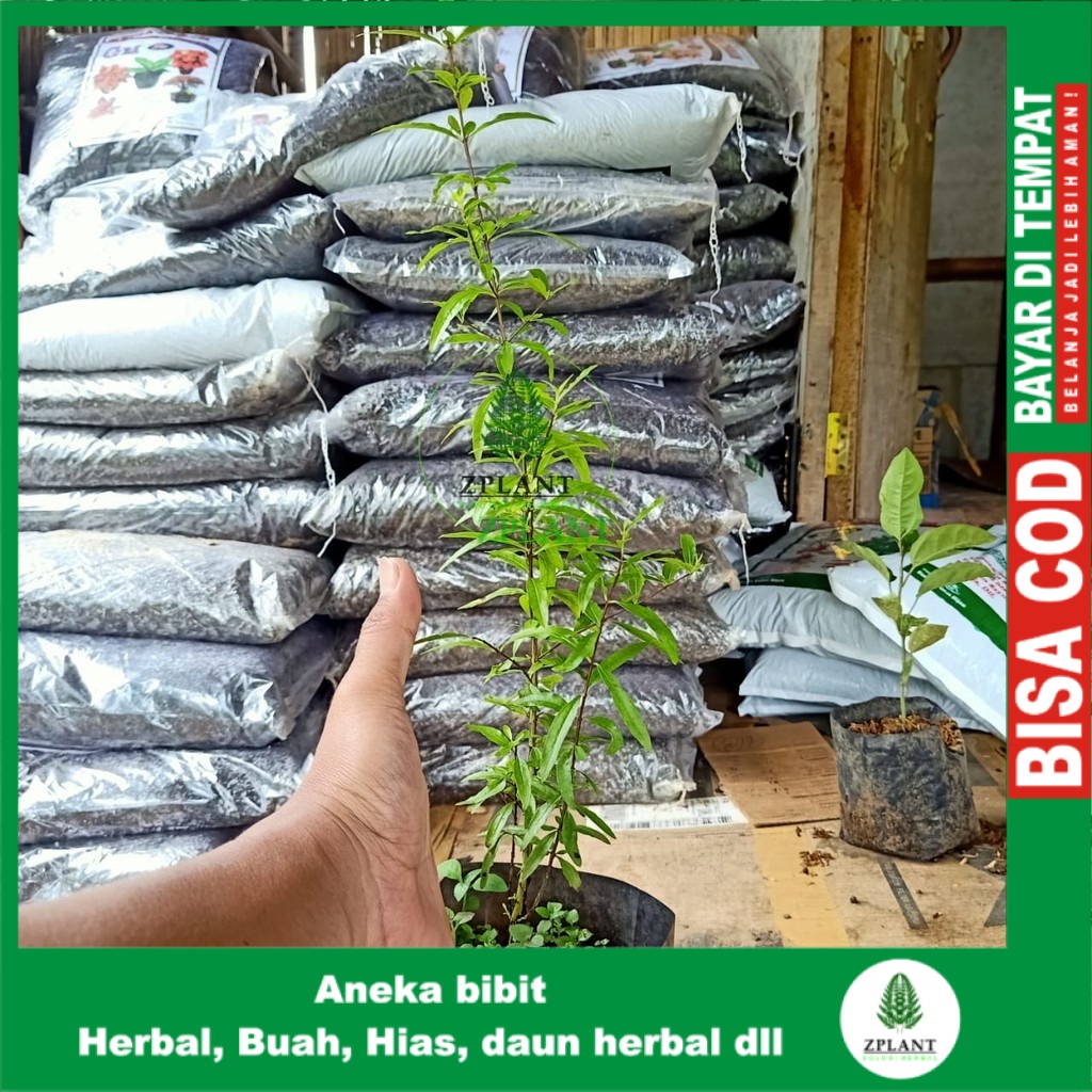 Jual Bibit Pohon Delima Hitam Herbal Buah Manis Shopee Indonesia