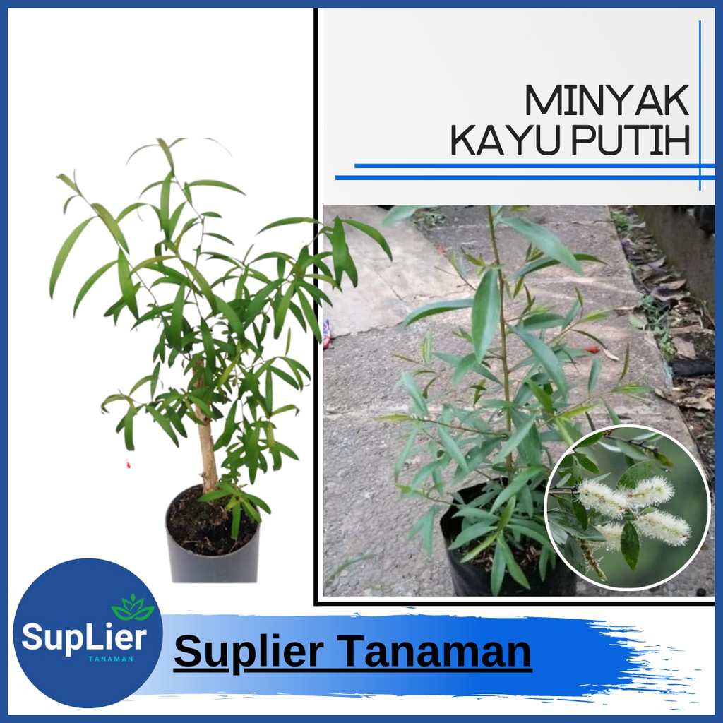 Jual Tanaman Minyak Kayu Putih ( Tanaman Herbal ) | Shopee Indonesia