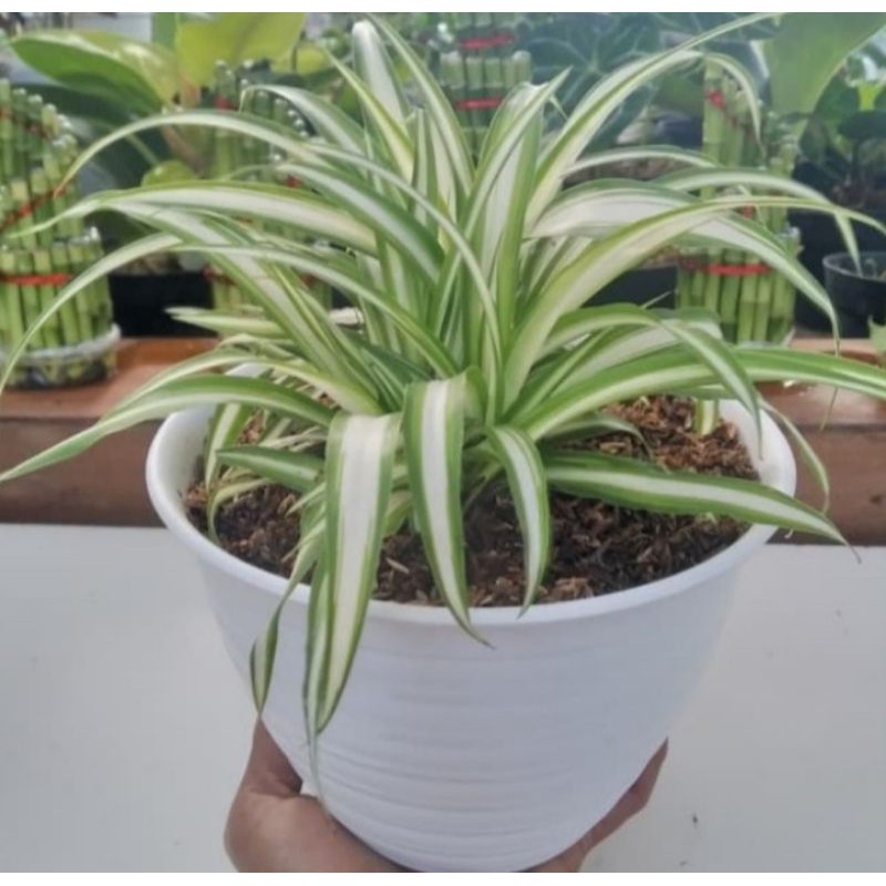 Jual tanaman hias liliparis haway rimbun | Shopee Indonesia