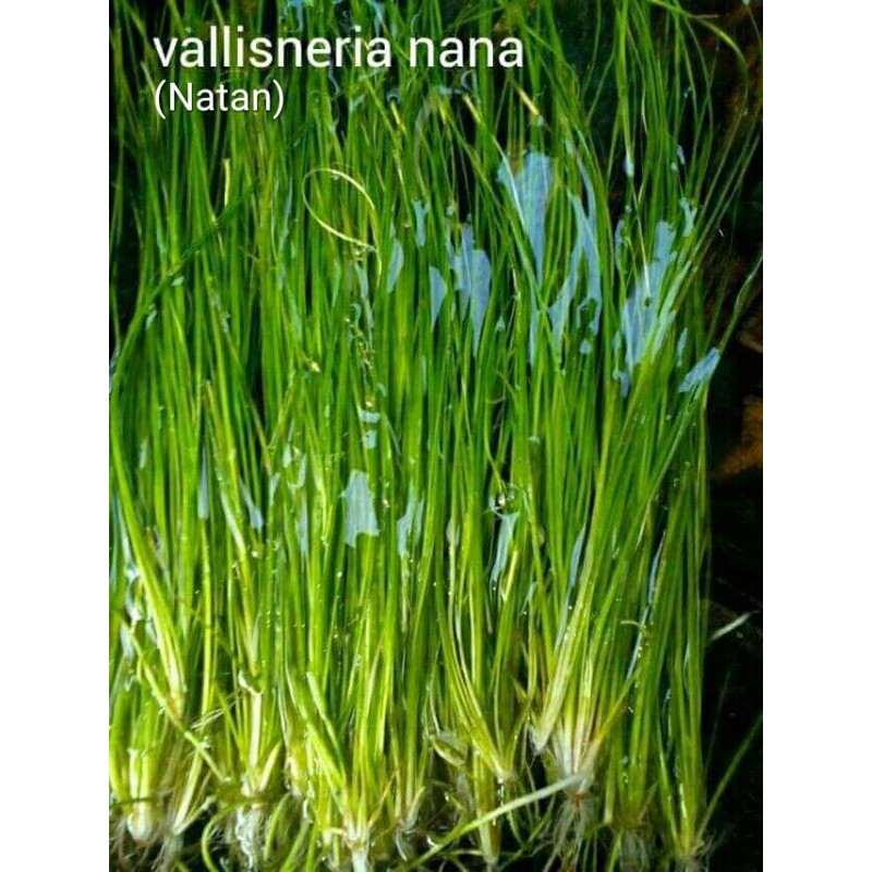 Palisneria nana/Natan per 50 batang tanaman low co2 tanaman hias aquascape
