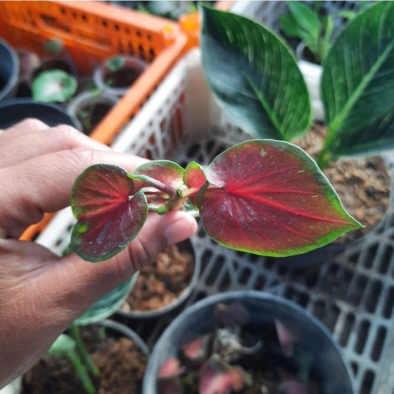Jual Caladium Liliput / bunga keladi / tanaman hias keladi murah ...