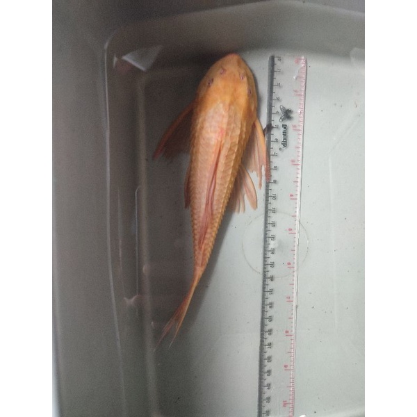 Jual Ikan Sapu Sapu Albino Ikan Sapu2 Albino Shopee Indonesia