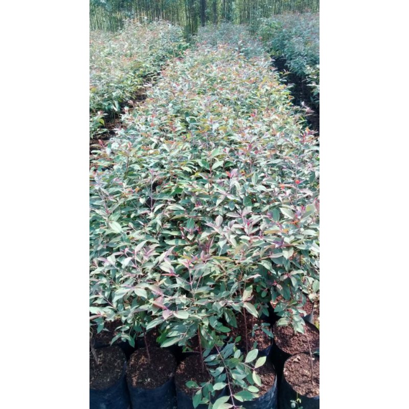 Jual Bibit Pohon Eucalyptus Rainbow Pohon Pelangi Tanaman Ekaliptus Tinggi Meter Up