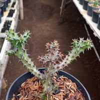 Jual kaktus edithcolea sp | Shopee Indonesia