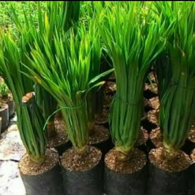 Jual Tanaman Hias Pandan Bali Palm Pandan Bali Shopee Indonesia