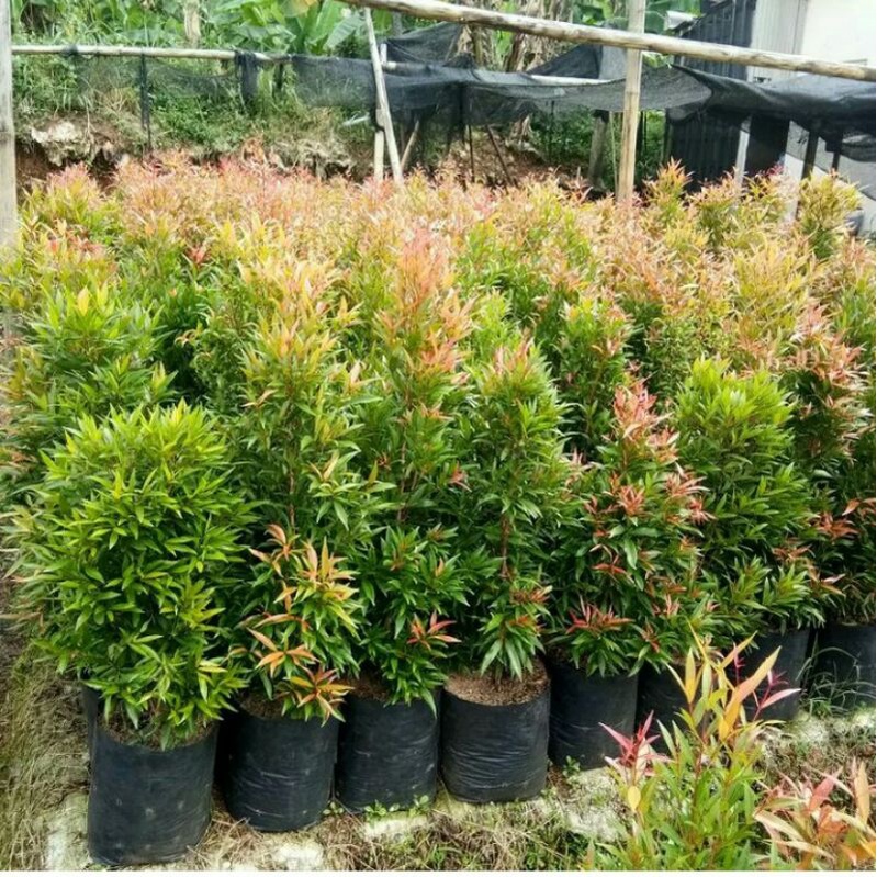 Jual PROMO Pucuk Merah Ukuran 60-70cm | Shopee Indonesia