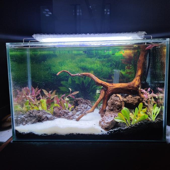 Jual Aquarium Full Set Aquascape 40G Shopee Indonesia