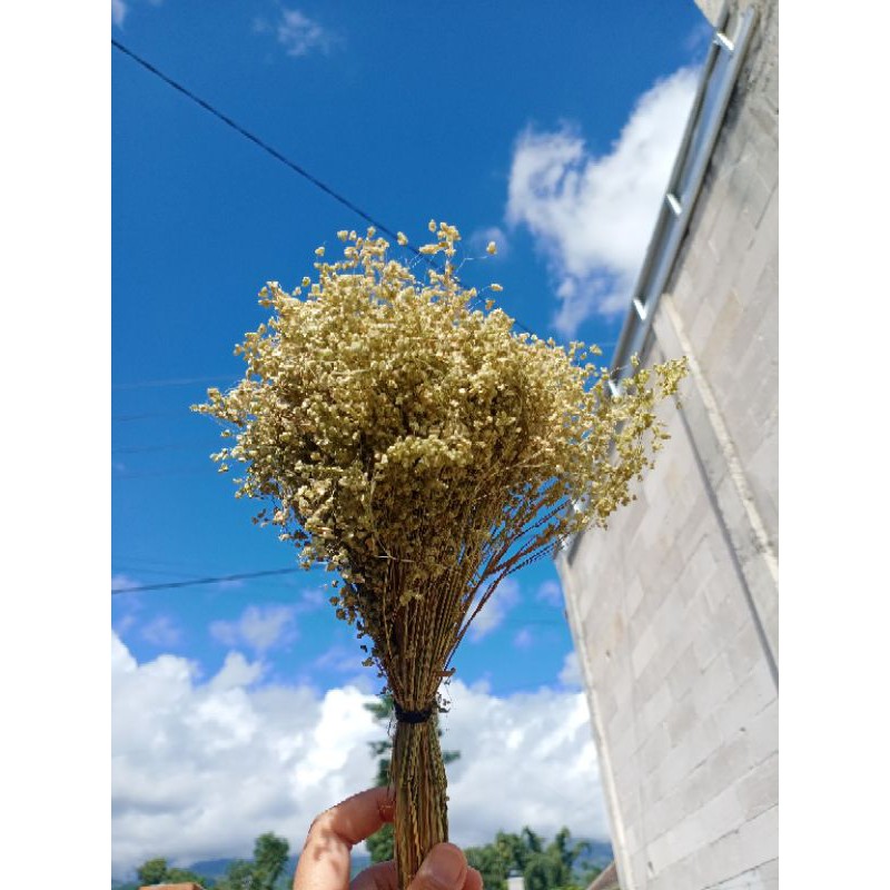 Jual Dried Flower Wildery Grass | Bunga Kering Rustic | Dried Flower ...