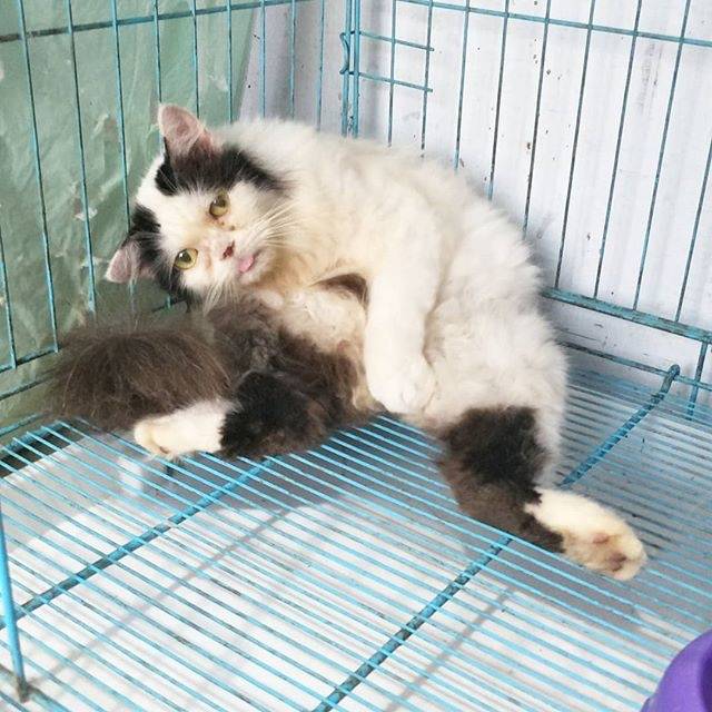 Jual Kucing persia betina pesek | Shopee Indonesia