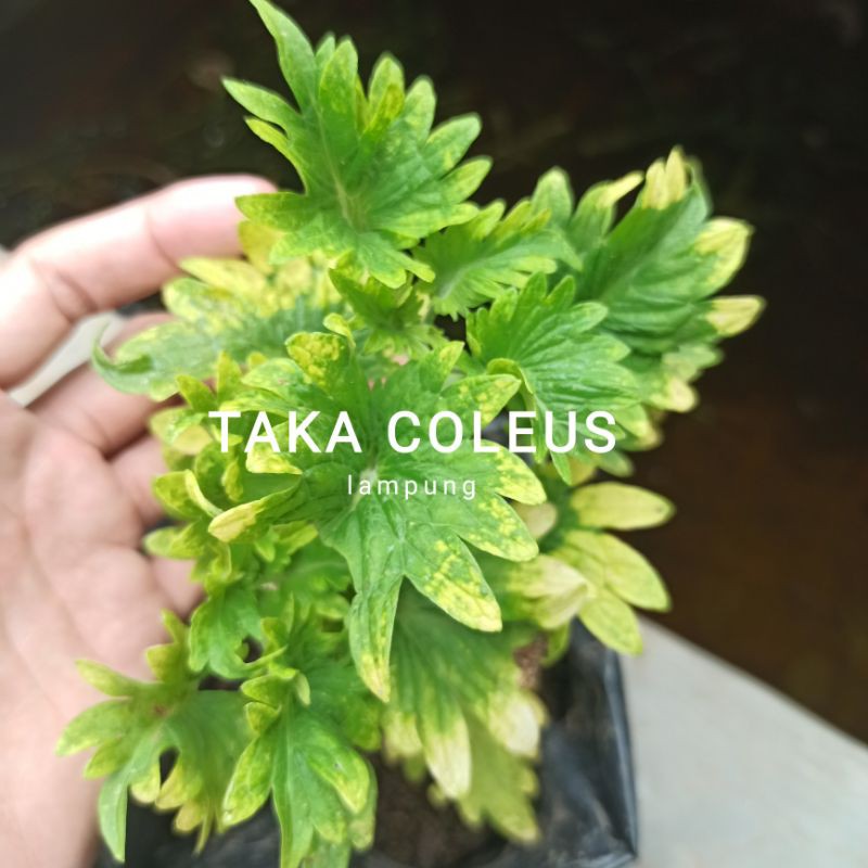 Jual miana coleus daun gerigi (hijau kuning) | Shopee Indonesia