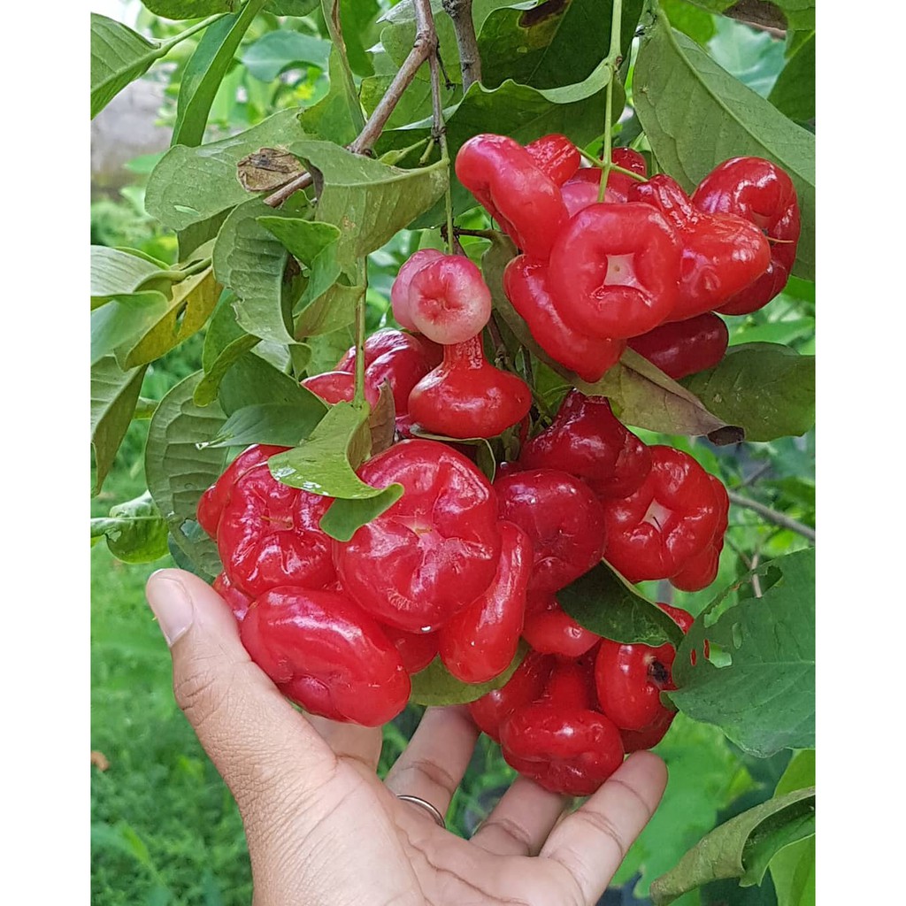 Jual [HASIL CANGKOK] BIBIT TANAMAN HIAS BUAH JAMBU AIR KANCING / CITRA ...