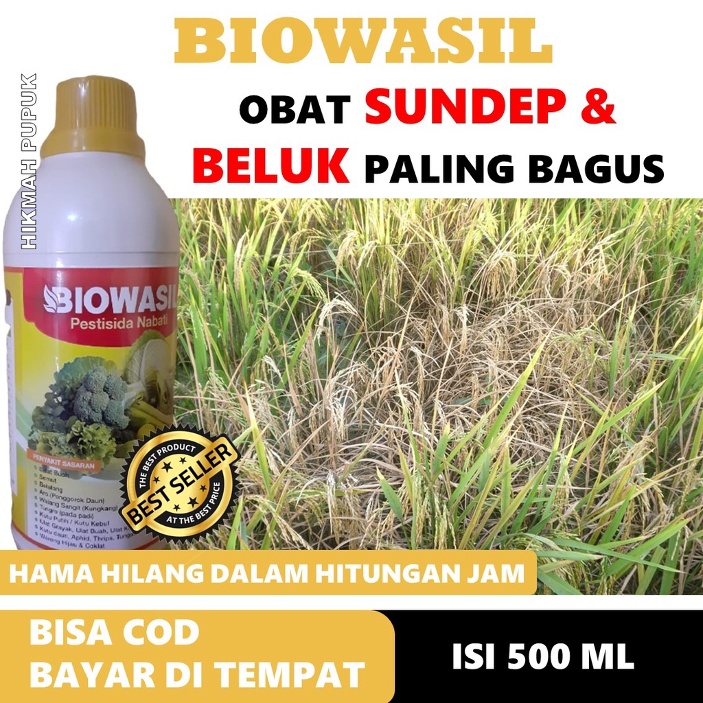 Jual PRODUK- TERLARIS BIOWASIL MEMBASMI SUNDEP DAN BELUK PADI ...