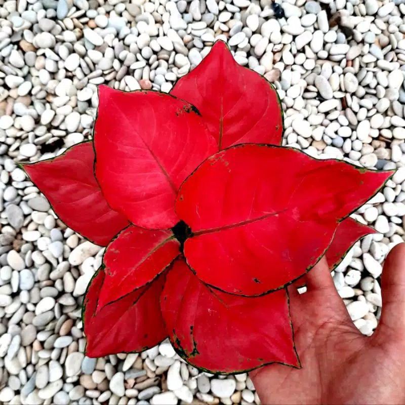 Jual AGLONEMA RED ANJAMANI / AGLAONEMA RED ANJA JUMBO ( TANAMAN HIAS ...