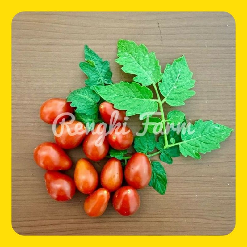 Jual Biji Benih TOMAT RADANA (12 biji) | Shopee Indonesia
