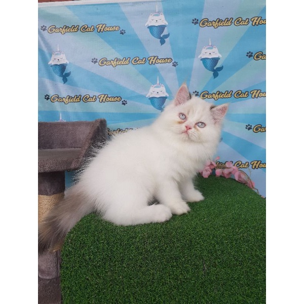 Jual kitten midol | Shopee Indonesia